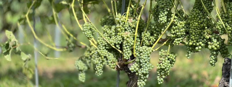 Trauben Sauvignon Blanc