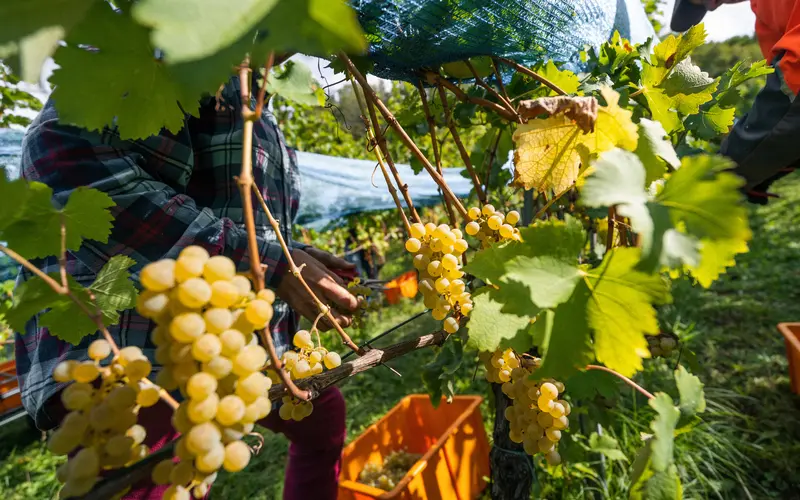 Weinlese